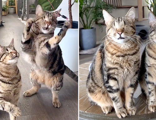 Blind Cat Brothers Have No Eyes But Do Things That Might Surprise You!