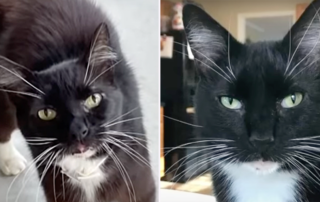 Bob the tuxedo cat returns to Kansas from North Carolina after 10 years,Carol Holmes, Alex Streight, Fuquay-Varino, cat custody battle