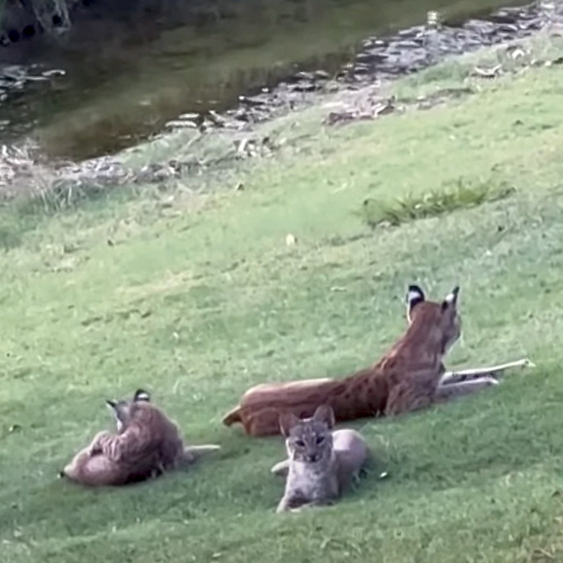 Rare Videos Show Bobcats Running Free in the Broad Daylight