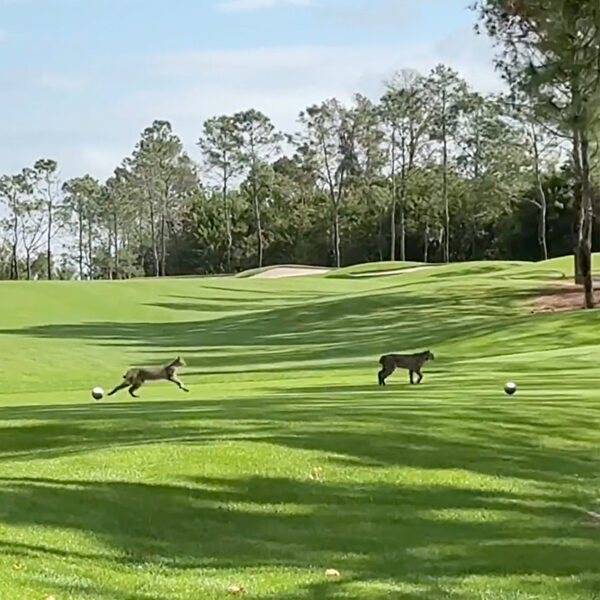 Rare Videos Show Bobcats Running Free in the Broad Daylight