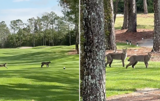 Golf course, bobcats, Orange County National Golf Center in Winter Garden, Florida