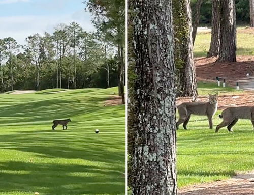 Video of Bobcats Playing on a Florida Golf Course is Much Rarer Than a Hole in One