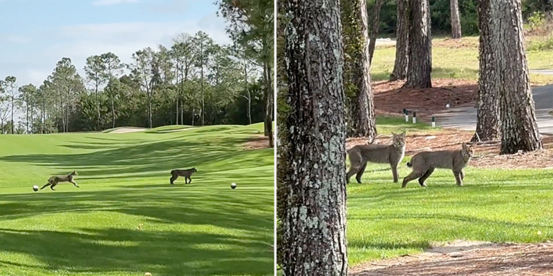 Rare Videos Show Bobcats Running Free in the Broad Daylight