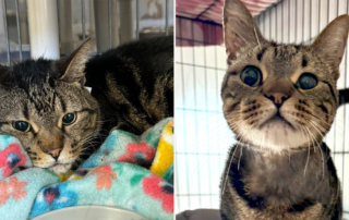 Chubbs, abandoned tabby cat in Naples, Florida, Purradise Gardens Inc.