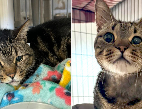 Lovable ‘Chubbs’ the Tabby Shows Why Nobody Should Ever Abandon a Pet