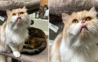 Cocoa, cat from Columbia, South America, Cory Reynolds, Pet Adoption Fund, Los Angeles, Persian cat, returned for meowing, Canoga Park, California