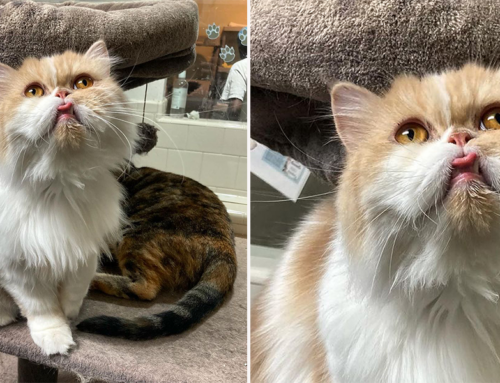 You Won’t Believe Why Two Families Abandoned This Ameowzing Kitty
