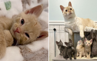New Kittens on the Block!, Conrad, buff kitten, Papa Bear, Indianapolis, Indiana, Hamilton Humane, Jennifer Woo
