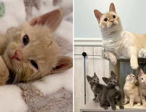 Buff Kitten’s Cuteness is ‘Too Much’ Even for Experienced Foster Mom