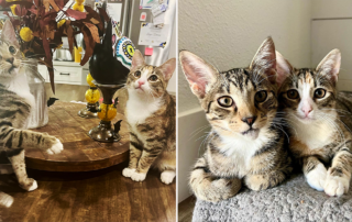 Cowboy and Cowgirl Tabbies, rescues, Love Your Feral Felines, Vista, California, The 2 Pound Kitten Club, lip injury,