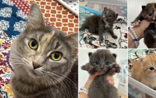 Kittenkazoodle Fosters, Stephanie, Ontario, Canada, Cricket and the Bugs Kittens, Ladybug, Grasshopper, Firefly, Caterpillar, foster kittens, insects