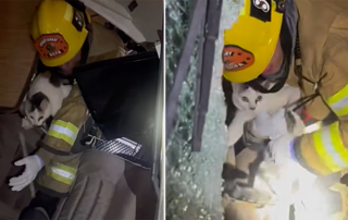 Orange County Fire Authority, Firefighter Chad Auclair, cat rescue inside overturned RV, Councilman George Brietigam