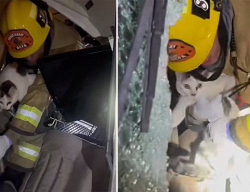 Heroic Firefighter Finds Unexpected Survivor in Overturned RV and Springs into Action