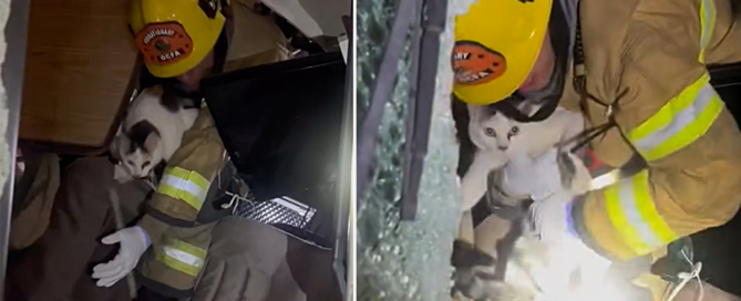 Orange County Fire Authority, Firefighter Chad Auclair, cat rescue inside overturned RV, Councilman George Brietigam