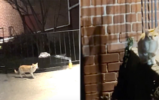 Flatbush Cats, Aralaq the orange and white cat goes into a TNR, Trap, Neuter, Return, Trap, Brooklyn, New York