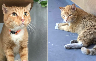 Heaven Can Wait Animal Society, Las Vegas, orange tabby Thor, later named Frankie, no will in place when owner passed, making a free will for pets, Amor Peludo