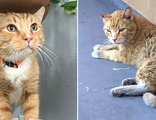 Lovable Orange Cat Found Struggling Outside Has a Valuable Lesson for Everyone