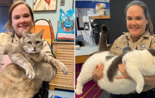 Richmond Animal Care and Control, Frosty, Patches, overweight, chonky cats rescued in Virginia