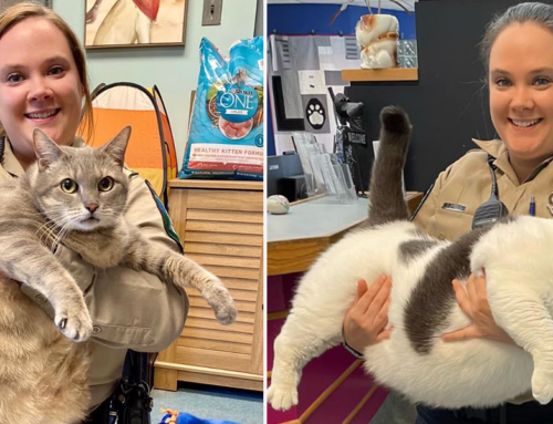 Chonky Cat with the ‘Best Belly in Town’ Arrives in Shelter Following Another Feline Colossus