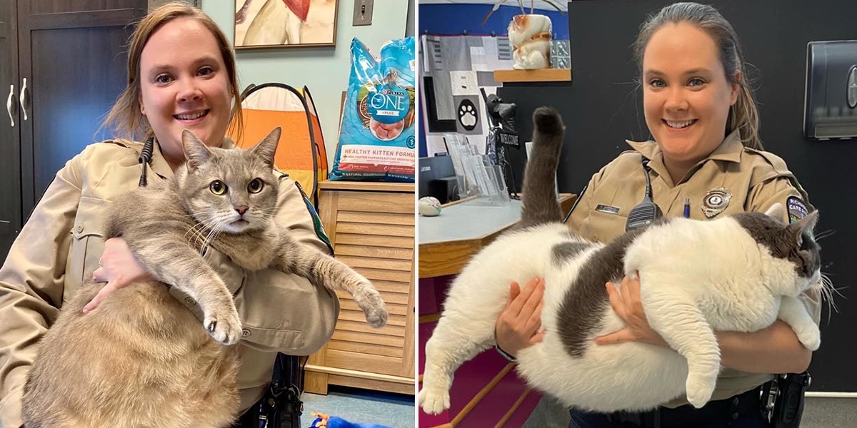 Richmond Animal Care and Control, Frosty, Patches, overweight, chonky cats rescued in Virginia