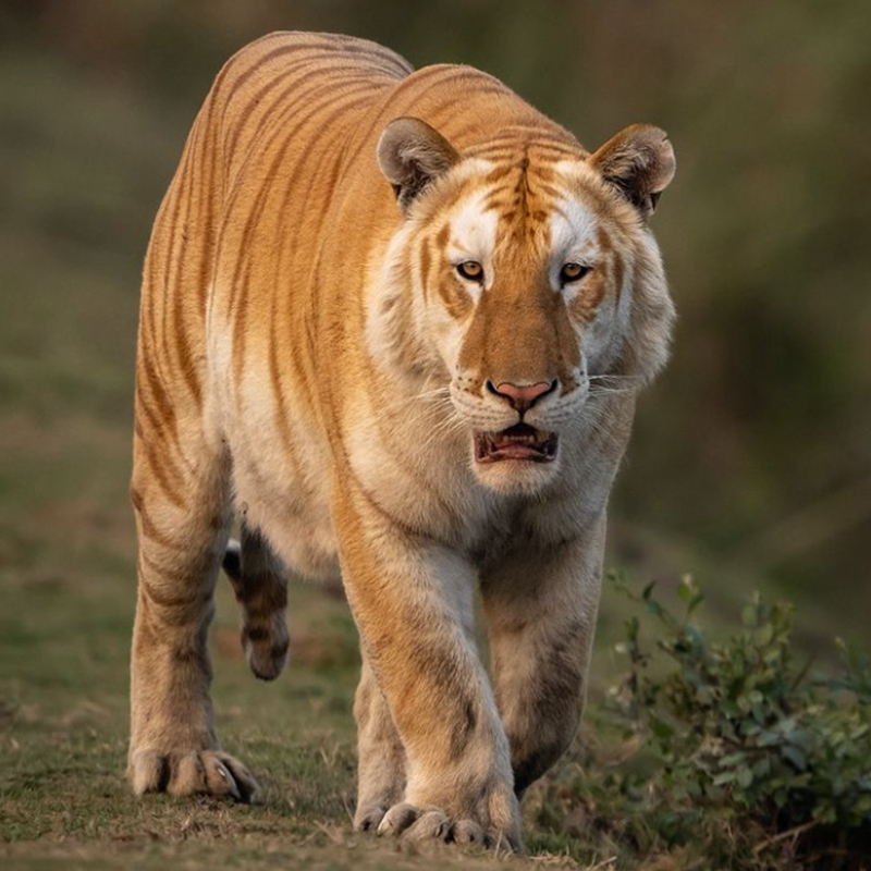 Rare Appearances of Golden Tigers Are a Sign in a National Park