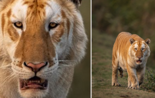 Golden tiger at India's Kaziranga National Park, picture by Gaurav Ramnarayanan