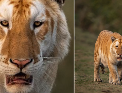 Rare Appearances of Golden Tigers in a National Park Are a Sign of Something Big