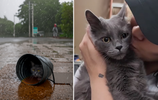 Las Vegas Heaven Can Wait Animal Society, Gracie ,Amor Peludo and PALNV, Nevada, mother cat rescued in a bucket in the rain