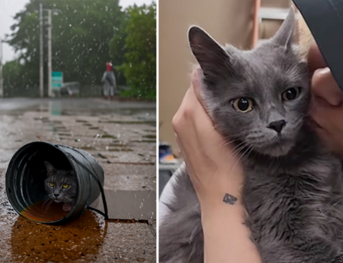 Sweet Cat Rescued Sheltering in a Bucket During a Rainstorm