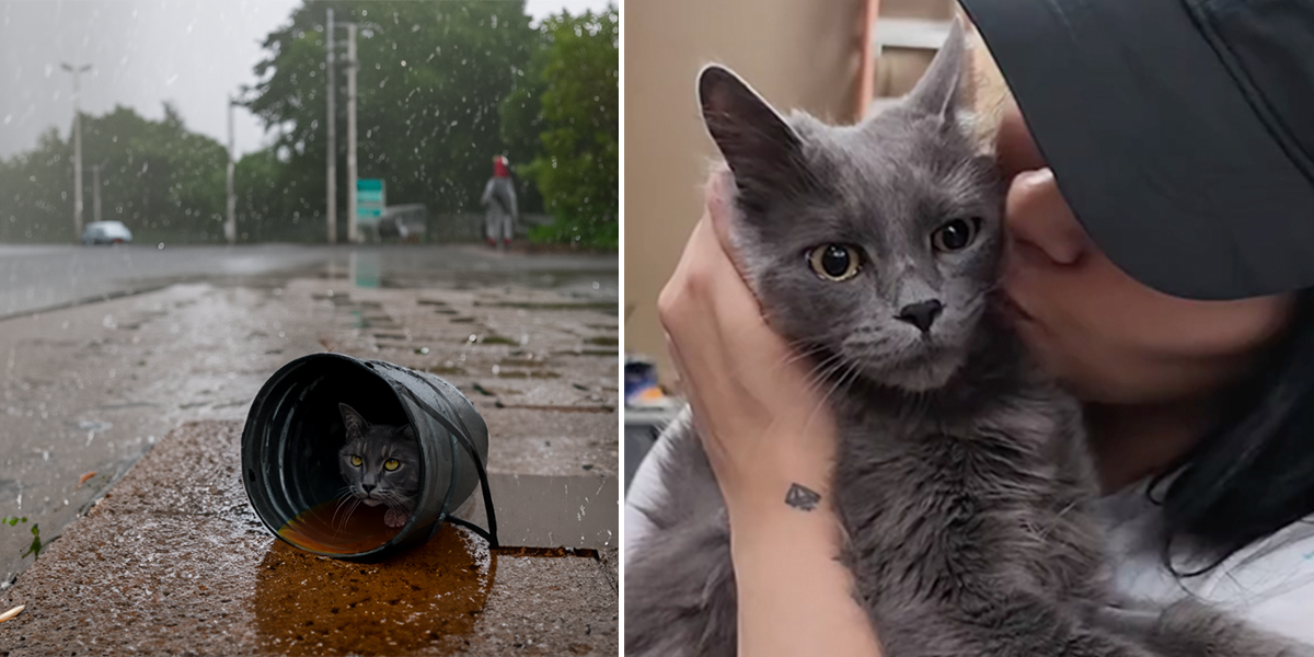 Las Vegas Heaven Can Wait Animal Society, Gracie ,Amor Peludo and PALNV, Nevada, mother cat rescued in a bucket in the rain