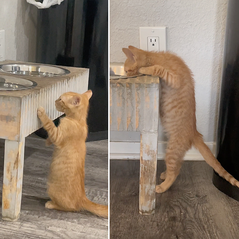Hashbrown the orange kitten drinks from a dog bowl, Rainbow Kitten Rescue, Ashley Whiteford