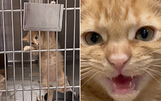 Hashbrown and Omeltte, Rainbow Kitten Rescue, Dallas, Texas, Ginger female, Orange cat vibes, Orange catting, Ashley Whiteford