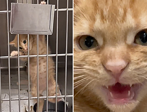 Hashbrown the Kitten Has Serious ‘Orange Cat Vibes’ and Does Things Differently