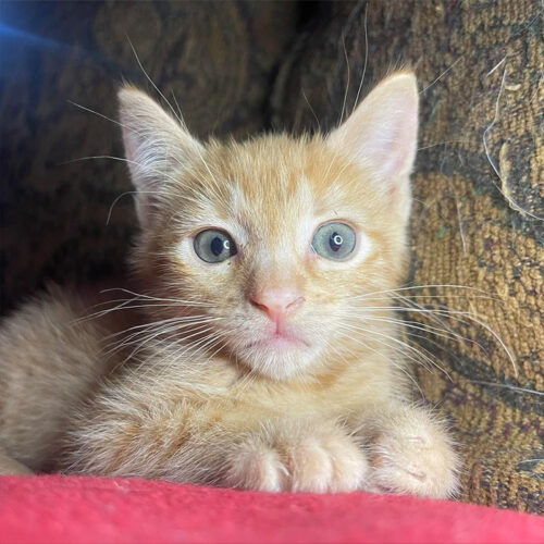 Hashbrown the Kitten Has Serious 'Orange Cat Vibes'