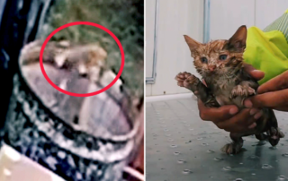 Kyle Norton, Cheshire, Connecticut, Orange kitten saved from a barrel at a construction site, surveillance cam, Lilo the cat, Winnie the St. Bernard dog