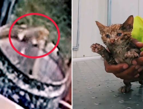 Kitten Caught on Surveillance Cam Saved with Seconds to Spare