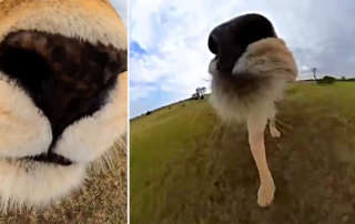 Wildlife photographer Ahmed Galal, 38, was at the Massai Mara National Reserve in Kenya when a lioness grabbed his GoPro camera and ran off, catching it all on video