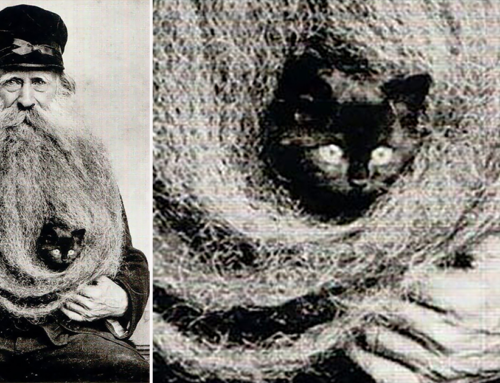 French Man Achieves Lasting Fame for Nesting Cats in His Epic Beard