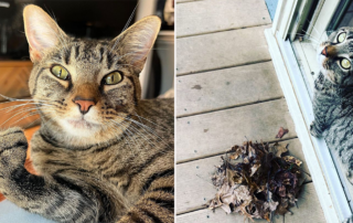 Tabby leaf collector, Mary, /theres_something_about_maryy, Mary Manley, Emily Manley, Central Ohio