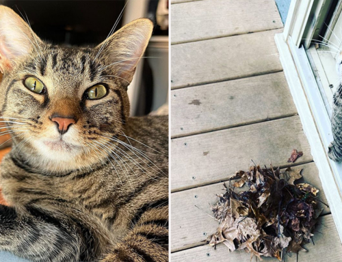 Tabby Turns Over a New Leaf to Thank Her Chosen Humans Daily