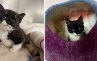 Odd Cat Sanctuary, Salem, Massachusetts, Clarice, Munchkin Manx kitten, adopted rescue kitten, Manx Syndrome