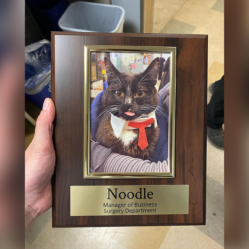 Noodle gets a special plaque from the vet clinic, Veterinary Specialty Center of Seattle