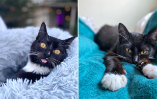 Noodle the Dood Cat, cerebellar hypoplasia, wobbly cat, Seattle, Washington, Karissa Phillips, Gavin Phillips, Comedians, Zane and Mel Lamprey, Luke Severeid, Scott Losse, Veterinary Specialty Center of Seattle