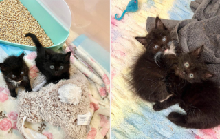 Pebbles and Bamm Bamm, ulcerated corneas, serum to help rescued kitten recover sight, Baby Kitten Rescue in LA, blind kitten