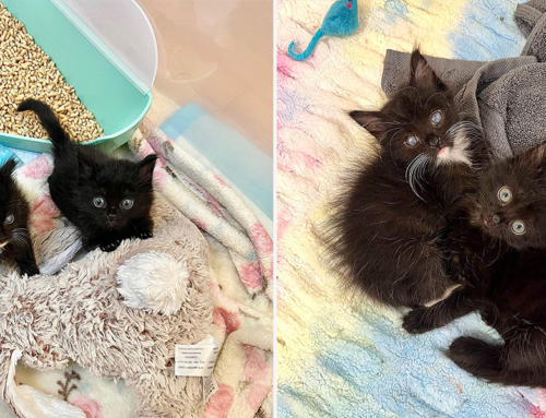 Cutest Fluffy Kitten Receives ‘Miraculous’ Gifts from Veterinarians and Rescuers