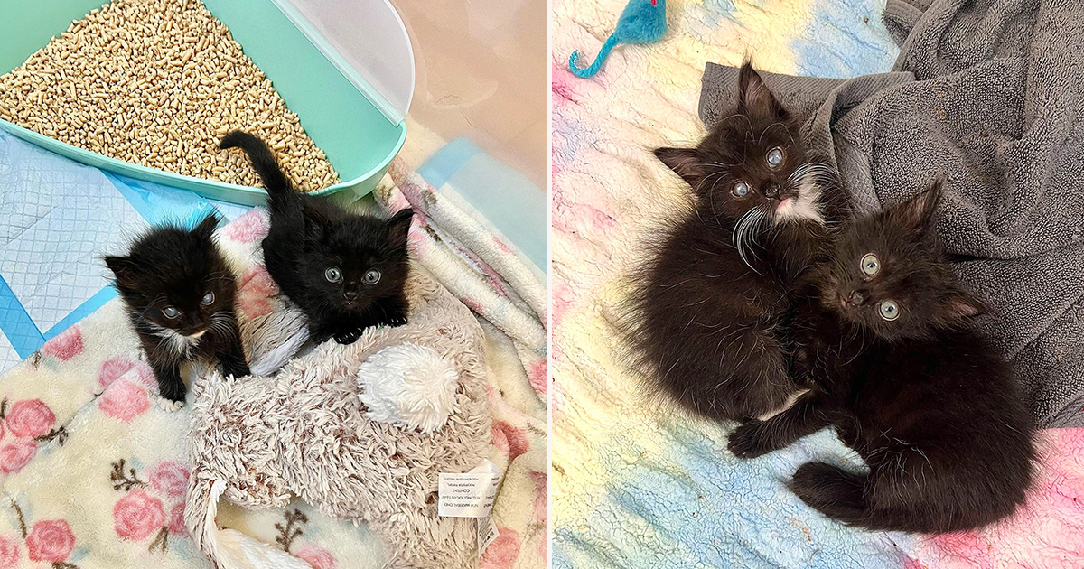 Cutest Kitten Receives 'Miraculous' Gifts from Rescuers and Vet