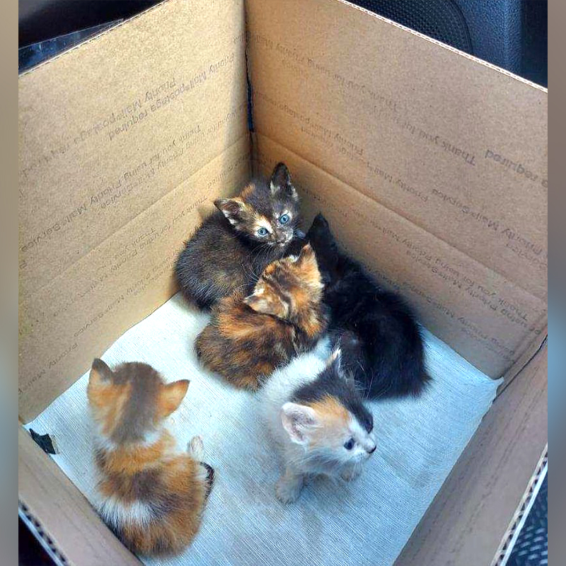 Box of Kittens called the Hot Mess Express are found at the Salvation Army.