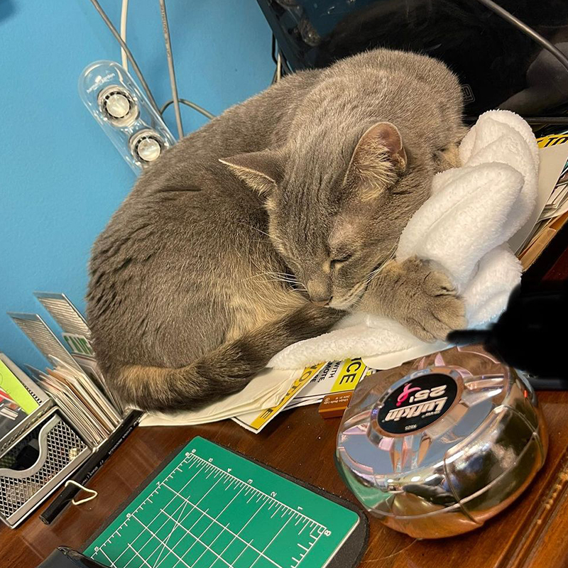 Shop Cat at Parallel Printing