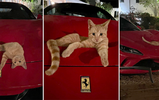 Timothy Davis, Dat Sticker Guy, Parallel Printing, Taylors, South Carolina, Fararri, Cats, Photo shoot, Purrari, Ferrari F8 Tributo, Rally North America, Scott Spielman, Berry Hill Resort and Conference Center