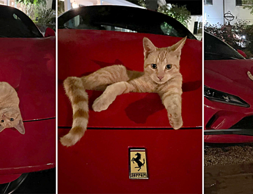 Orange Meowdel Becomes a Rally Legend with a Surprise Photo Shoot on a Purrari